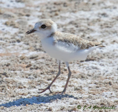 Snowy Plover chick