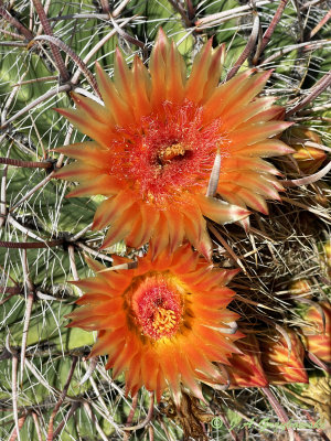 Flowering Cacti