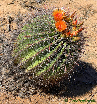 Fishhook Barrel Cactus (Echinocactus wislizeni)