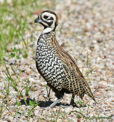 Montezuma Quail