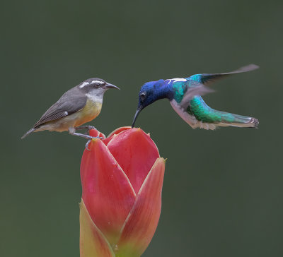 Sucrier  ventre jaune et Colibri jacobin MG_0618.jpg