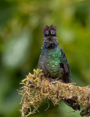 Colibri de Rivoli _Z3A9014.jpg