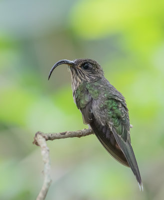  Colibri_Bec-en-faucille aigle _MG_1513.jpg