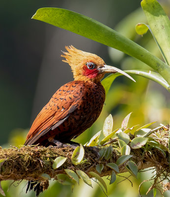 Chestnut-colored Woodpecker  avec diformit du bec__MG_9756.jpg