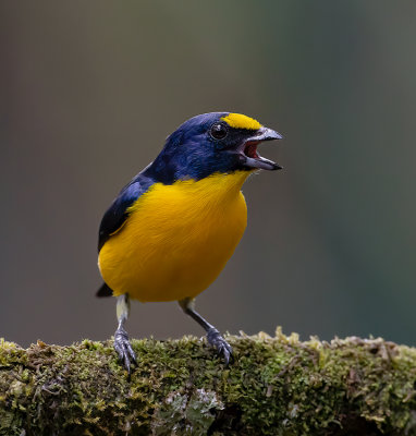 Scrub Euphonia_MG_0438.jpg