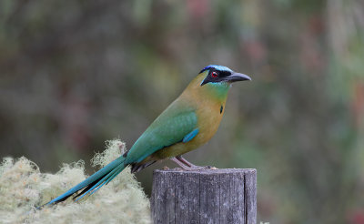 Motmot Houtouc__MG_7665.jpg