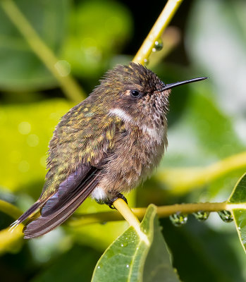 Colibri  scintillant _MG_8722.jpg