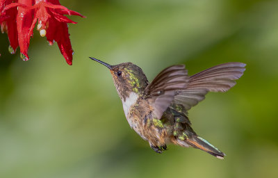 Colibri  queu large_MG_8758.jpg