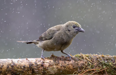 Costa Rica 2019