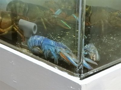 Blue Lobster - Arnolds Lobster & Clam Bar.jpg