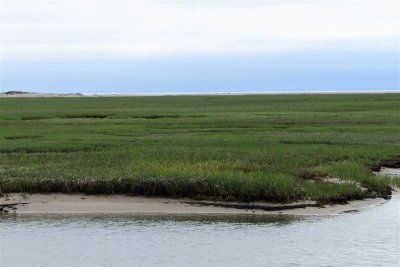 Long Point Marshes - Provincetown (1).jpg