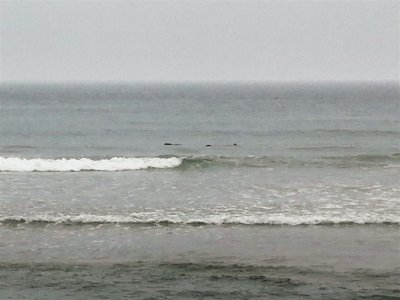 Pod of Seals - Coast Guard Beach - Eastham (1).jpg