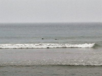 Pod of Seals - Coast Guard Beach - Eastham (2).jpg