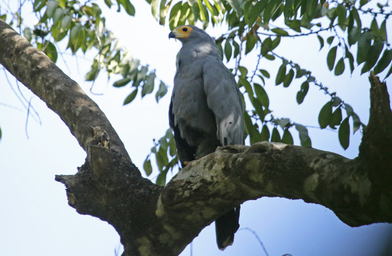 African Harrier-Hawk (Polyboroides typus) Gambia - Pirang Forest 