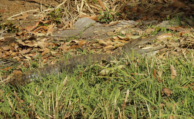 West African Crocodile (Crocodylus suchus) Gambia - Abuko Nature Reserve