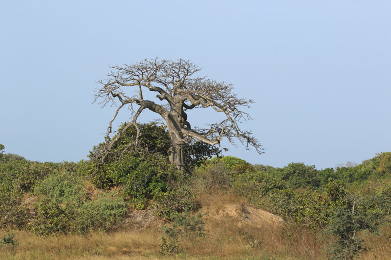 African Baobab Tree (Adansonia digitata) Gambia - Kartong