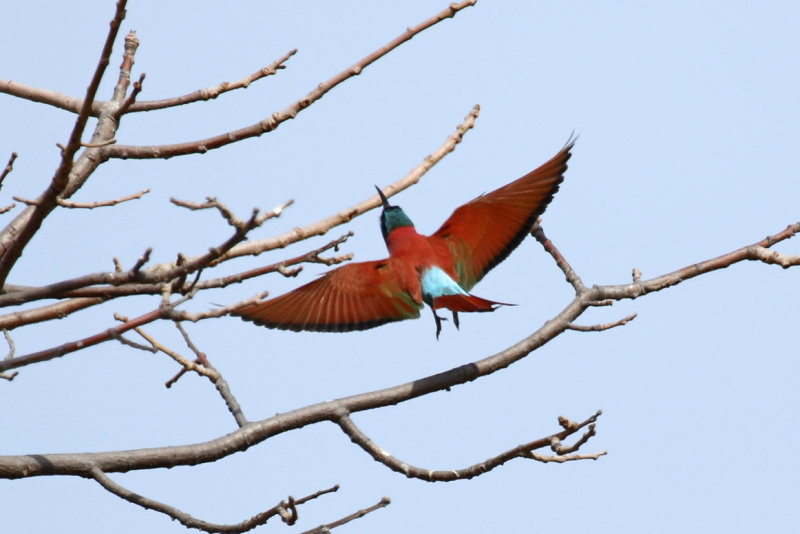 Northern Carmine Bee-eater (Merops nubicus) Gambia - Kartong