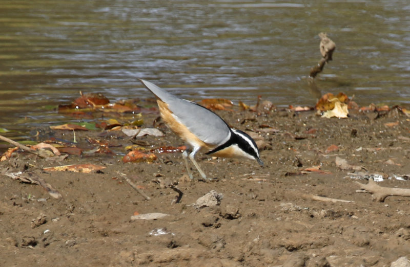 Egyptian Plover (Pluvianus aegyptius) Gambia - Central River Division CRD