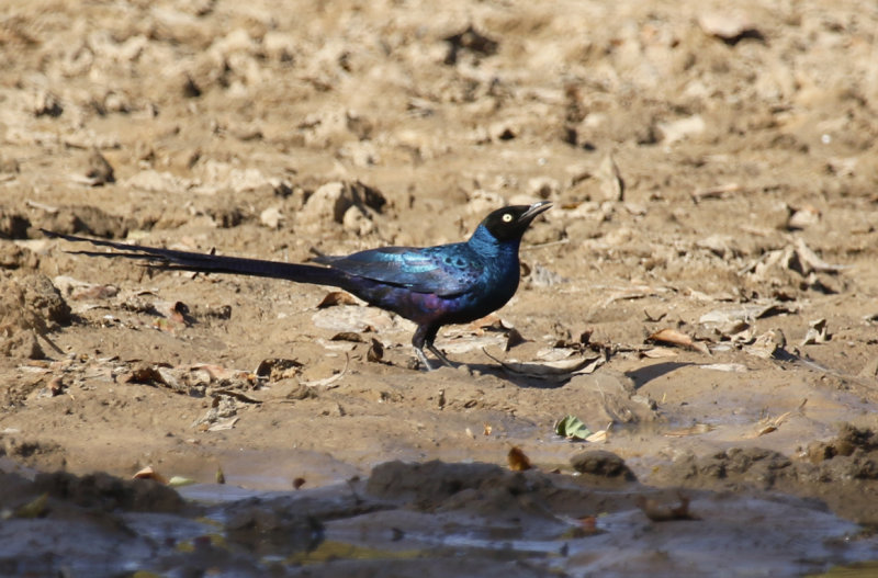 Long-tailed Glossy Starling (Lamprotornis caudatus) Gambia - Central River Division CRD