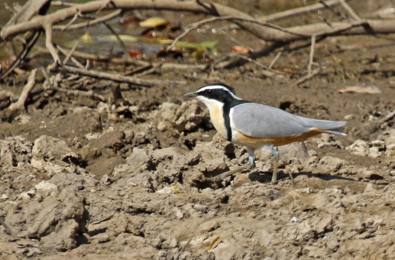 Egyptian Plover (Pluvianus aegyptius) Gambia - Central River Division CRD