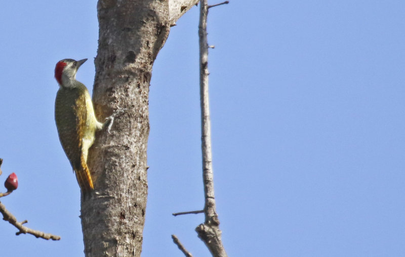 Fine-spotted Woodpecker (Campethera punctuligera) (female) Faraba Banta Bush Road, Gambia