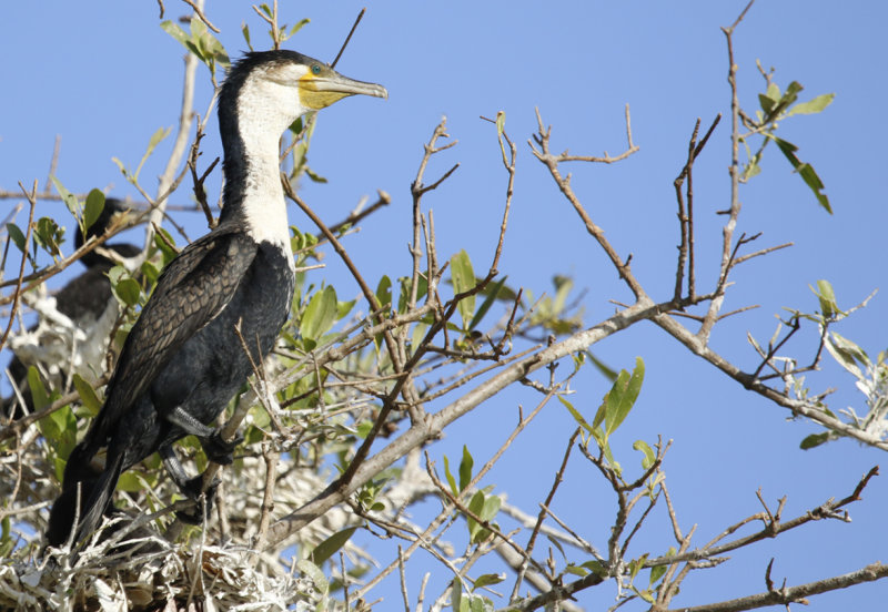 White-breasted Cormorant (Phalacrocorax lucidus) Gambia - Tendaba Mangrove Area