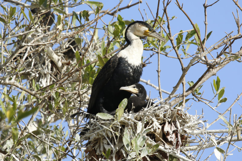 White-breasted Cormorant (Phalacrocorax lucidus) Gambia - Tendaba Mangrove Area