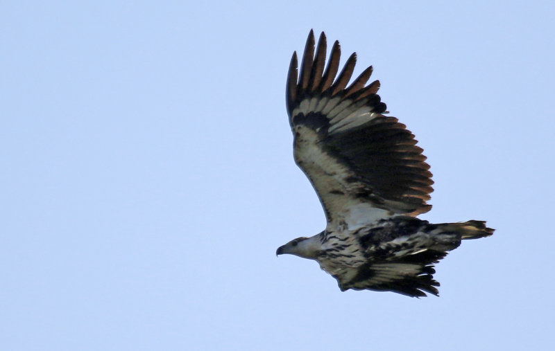 African Fish Eagle (Haliaeetus vocifer) Gambia - Tendaba Mangrove Area 