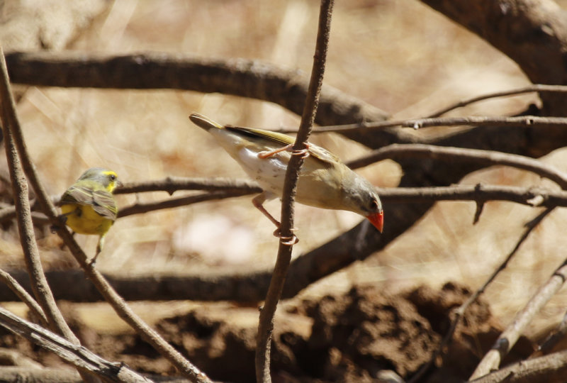 Red-billed Quelea (Quelea quelea quelea) Gambia - Tendaba