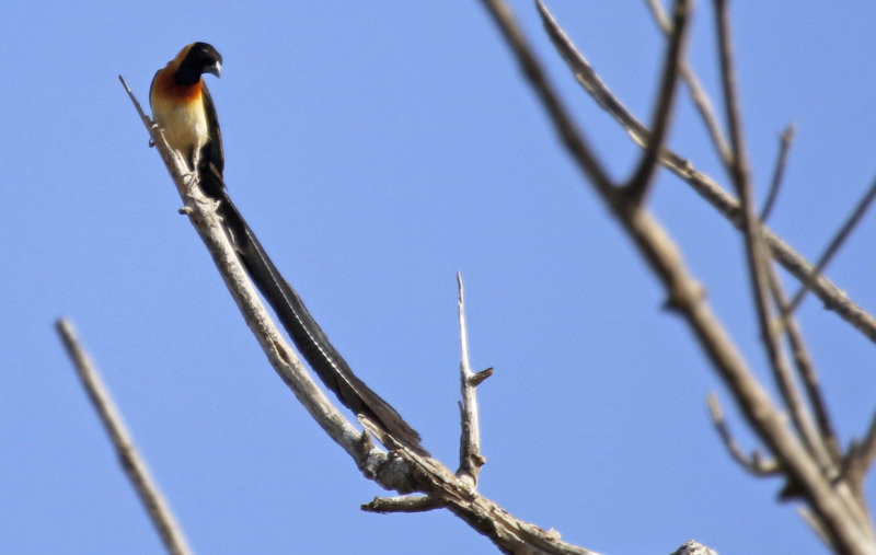 Exclamatory Paradise Whydah (Vidua interjecta) Gambia - Central River Division CRD