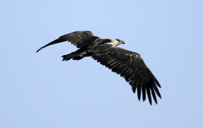 African Fish Eagle (Haliaeetus vocifer) Gambia - Tendaba Mangrove Area