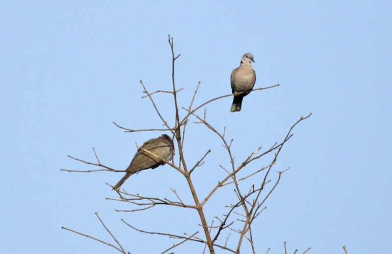 Mourning Collared Dove ssp shelleyi (Streptopelia decipiens shelleyi) Gambia - Kotu Bridge