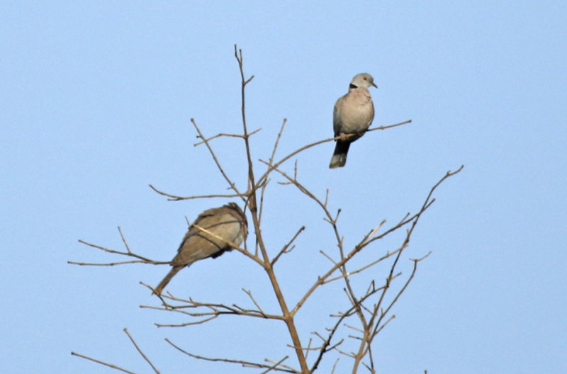 Mourning Collared Dove ssp shelleyi (Streptopelia decipiens shelleyi) Gambia - Kotu Bridge