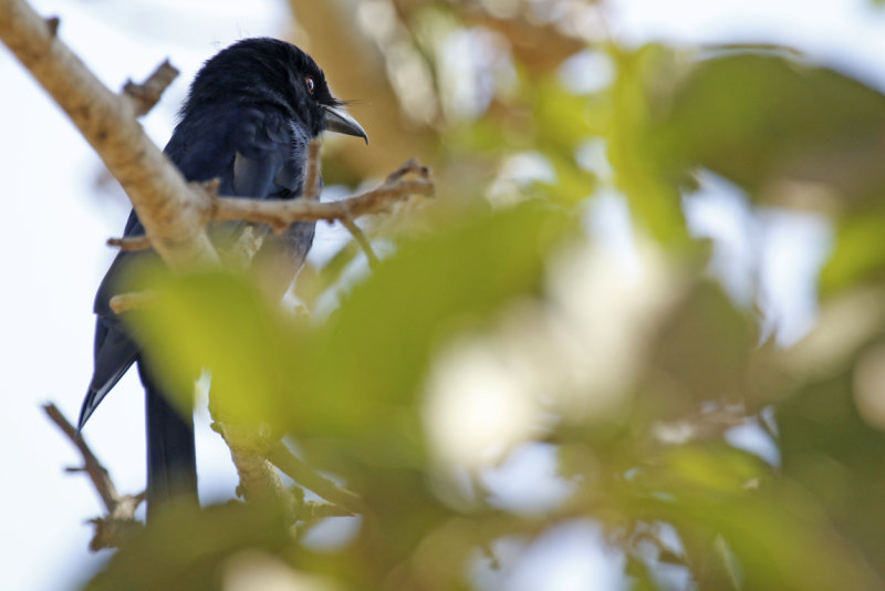 Fork-tailed Drongo (Dicrurus adsimilis)