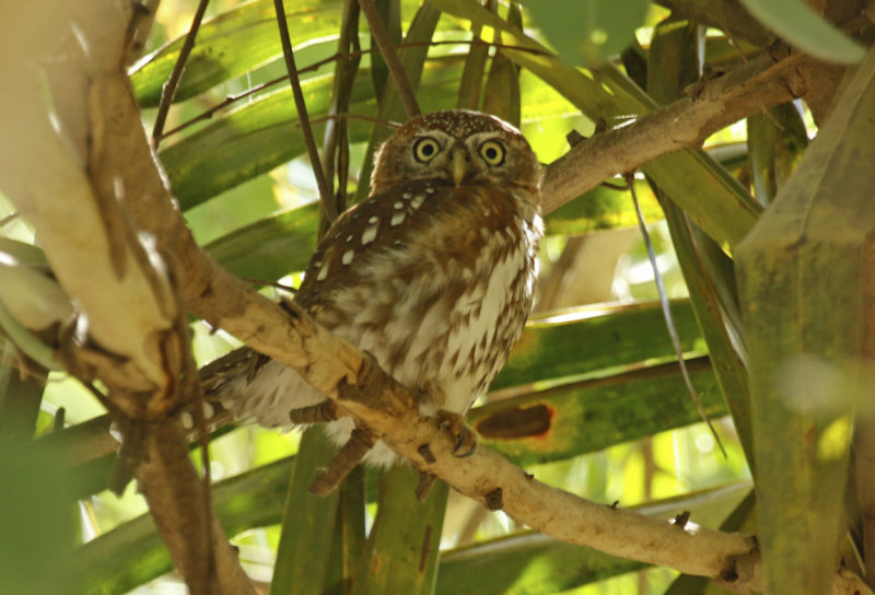 Pearl-spotted Owlet (Glaucidium perlatum perlatum) Gambia - Kotu