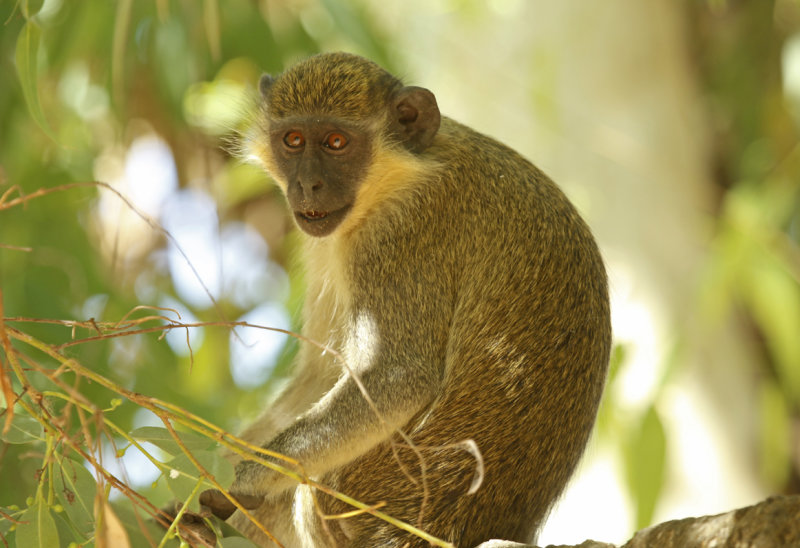 Green Monkey (Chlorocebus sabaeus) Gambia - Kotu - Cycle Track Lily Pond 