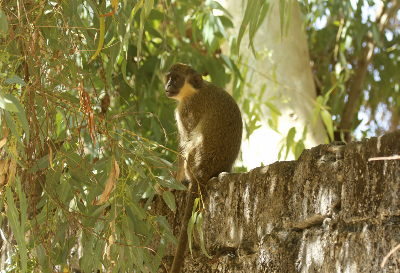Green Monkey (Chlorocebus sabaeus) Gambia - Kotu - Cycle Track Lily Pond