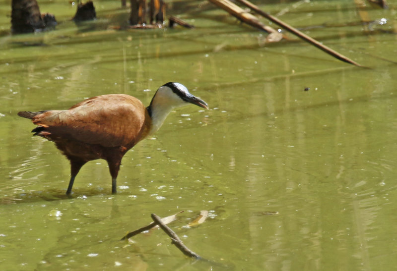 African Jacana (Actophilornis africanus) Gambia - Kotu - Cycle Track Lily Pond