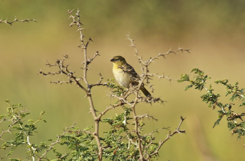 Little Weaver (Ploceus luteolus luteolus) Gambia - Kartong 