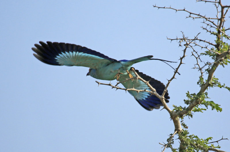 Abyssinian Roller (Coracias abyssinicus) Gambia - Kartong