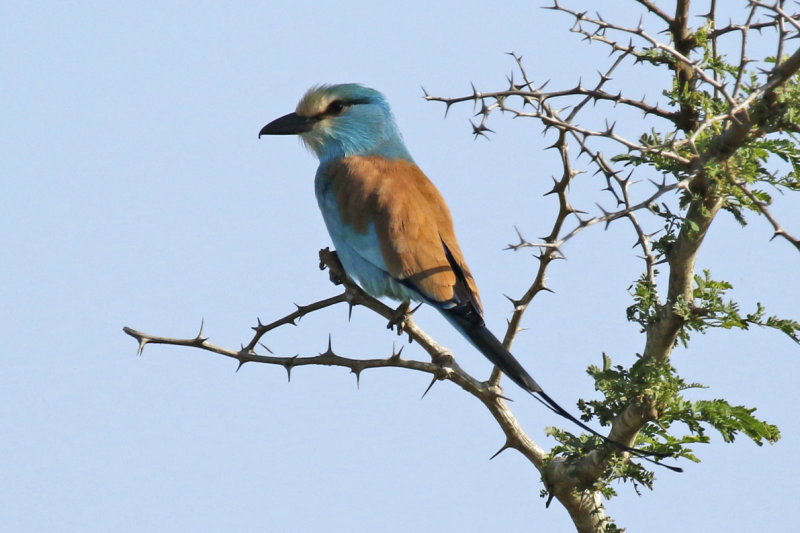 Abyssinian Roller (Coracias abyssinicus) Gambia - Kartong