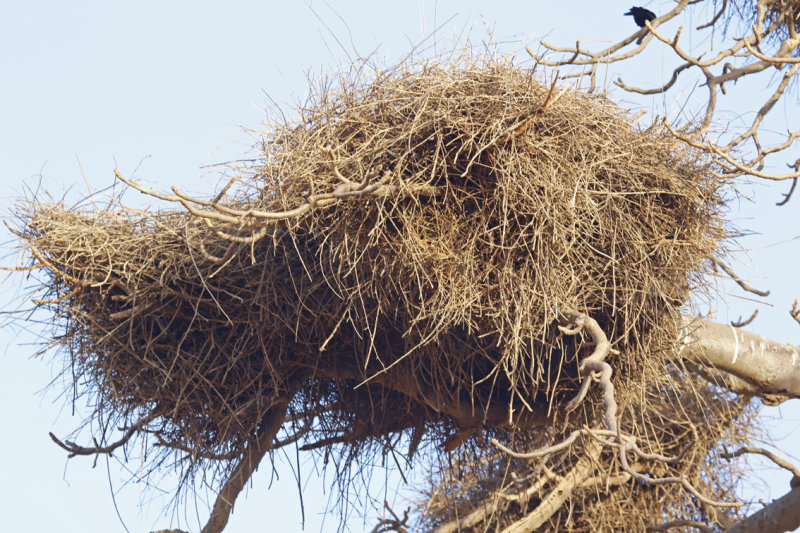 White-billed Buffalo Weaver (Bubalornis albirostris) Gambia - Western Division WD