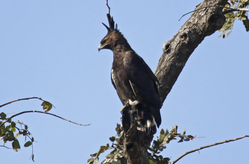 Long-crested Eagle (Lophaetus occipitalis) Gambia - Faraba Banta