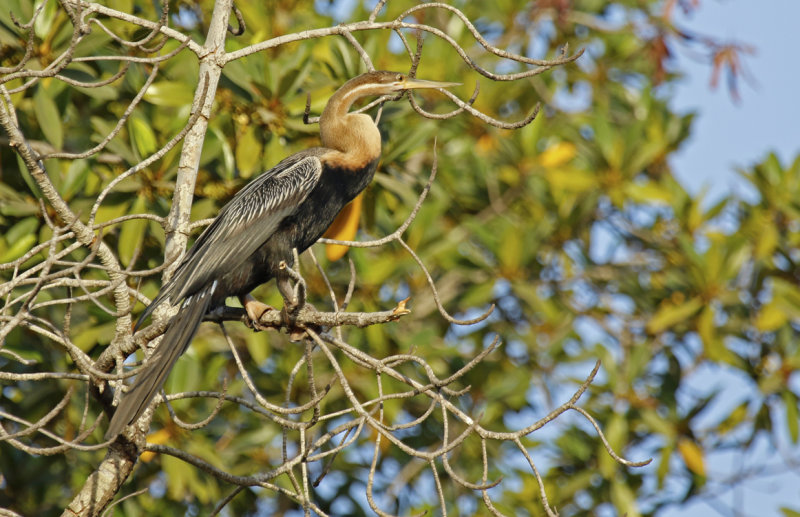 African Darter (Anhinga rufa) Gambia - Tendaba Mangrove Area