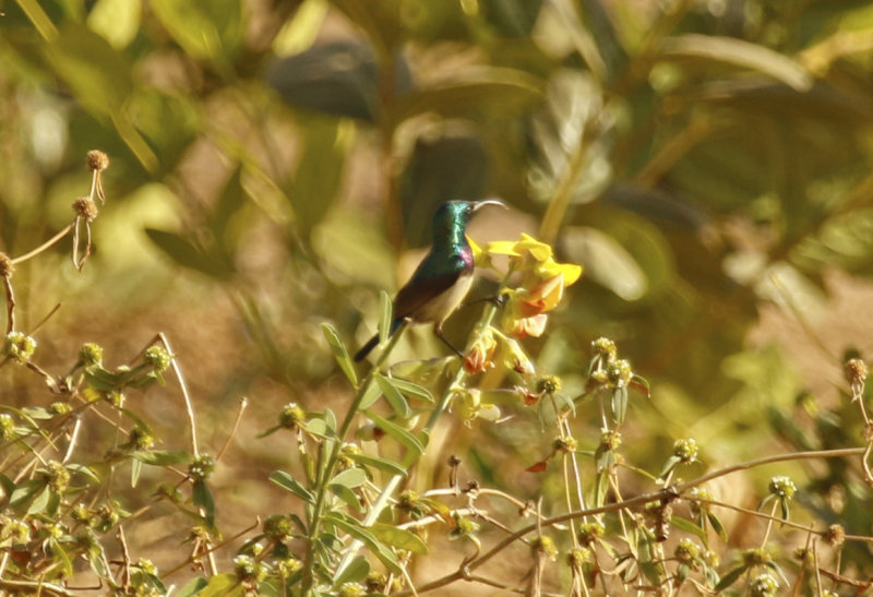 Variable Sunbird (Cinnyris venustus venustus) Gambia - Farasuto Forest