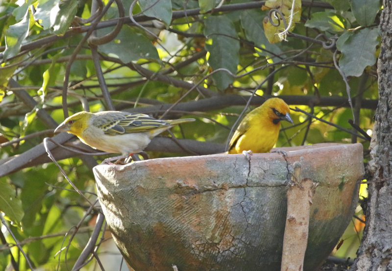 Olive-naped Weaver (Ploceus brachypterus) (Right) and Village Weaver (Ploceus cucullatus) (Left) Gambia - Brufut Woods