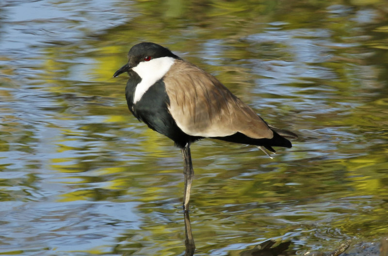 Spur-winged Lapwing (Vanellus spinosus) Gambia - Kotu Bridge