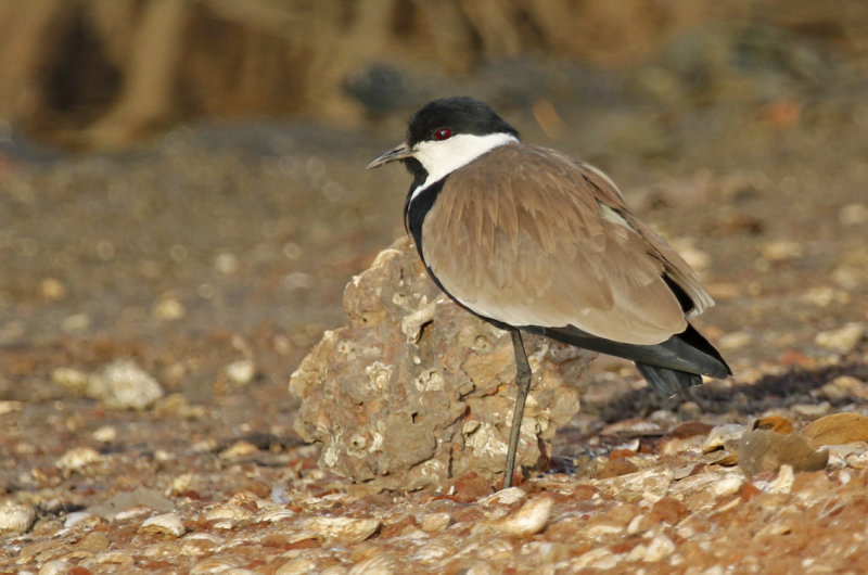 Spur-winged Lapwing (Vanellus spinosus) Gambia - Kotu Bridge