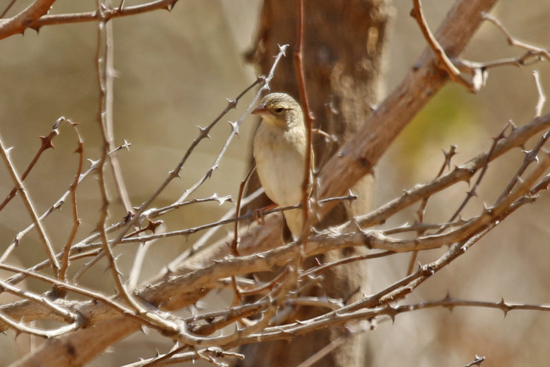 Northern Red Bishop (Euplectes franciscanus) Gambia - Lower River Division LRD - Tendaba