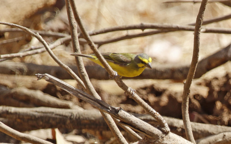 Yellow-fronted Canary (Crithagra mozambica caniceps) Gambia - Tendaba